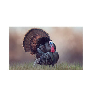 Male Turkey