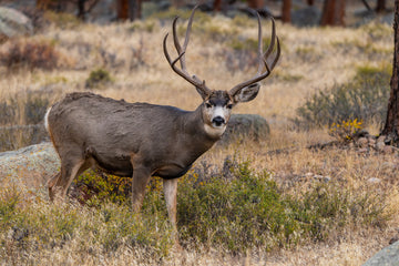 Ready for the Rut? Don’t Let This Hunting Season Pass You By!