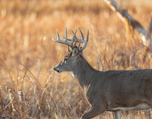 Learn how to attract bucks with doe urine drag scents on well-traveled deer paths. Simple tips to increase your hunting success!