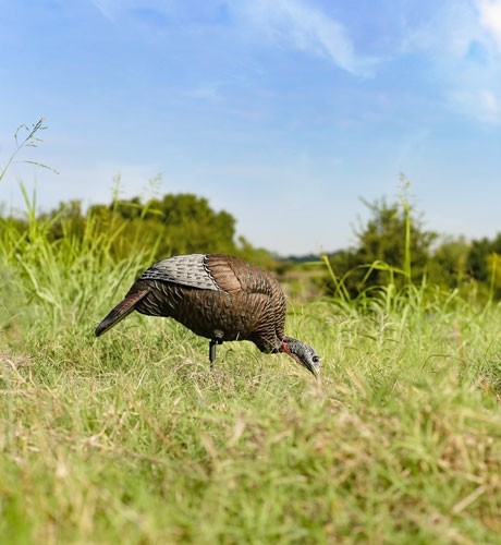 Thunder Chick feeding Hen Decoy 